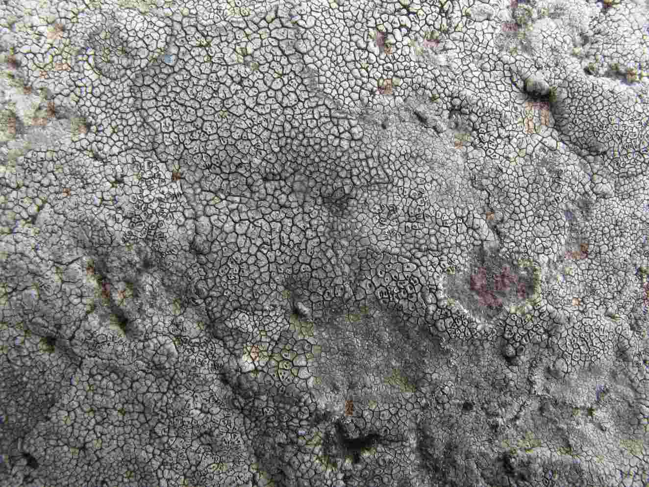 [Circinaria caesiocinerea]